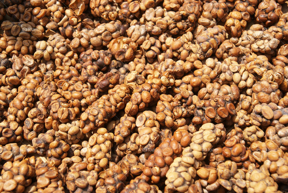 Luwak Coffee Bean