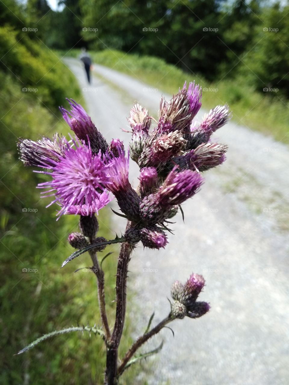 Bad Wildbad Schwarzwald
