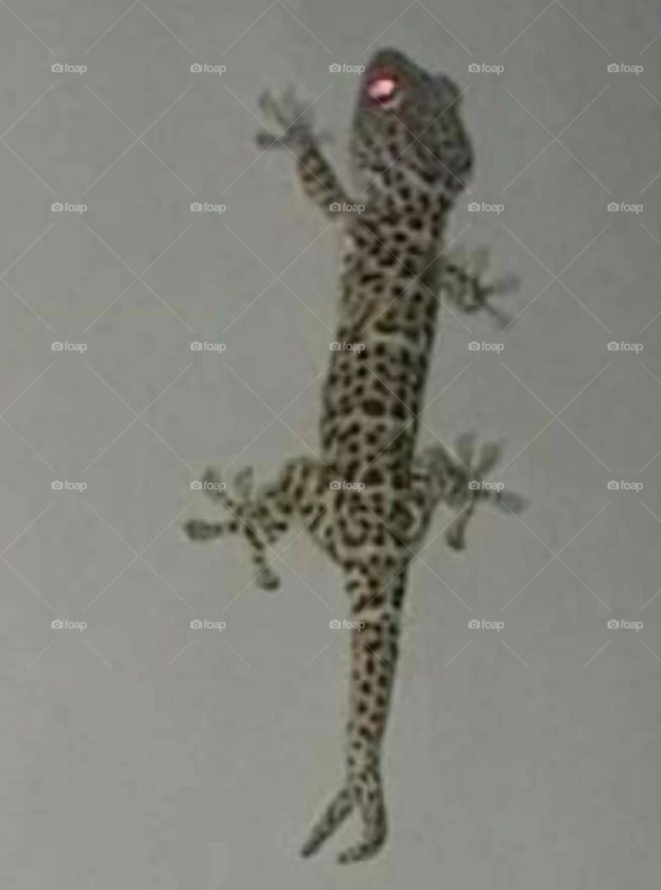 Two-pronged tail gecko