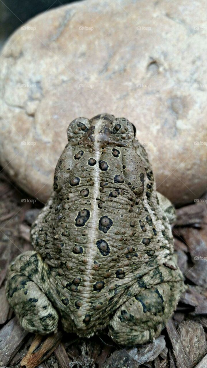 Toad