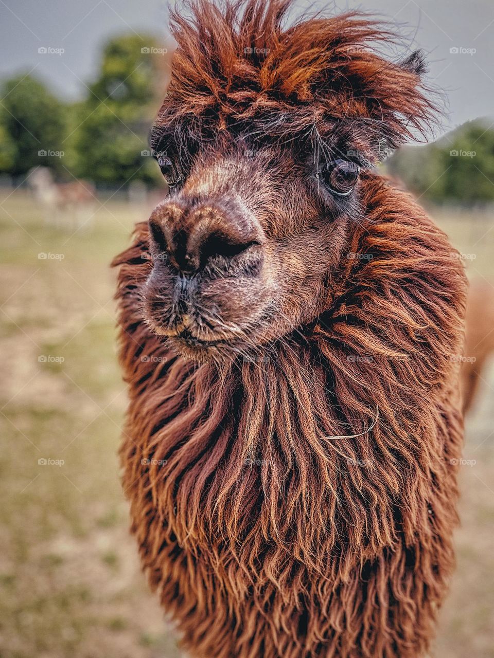 Brown furry alpaca up close and personal, brown alpaca looks at you, portrait of an alpaca, farm animals in Pennsylvania, autumn colors in animals