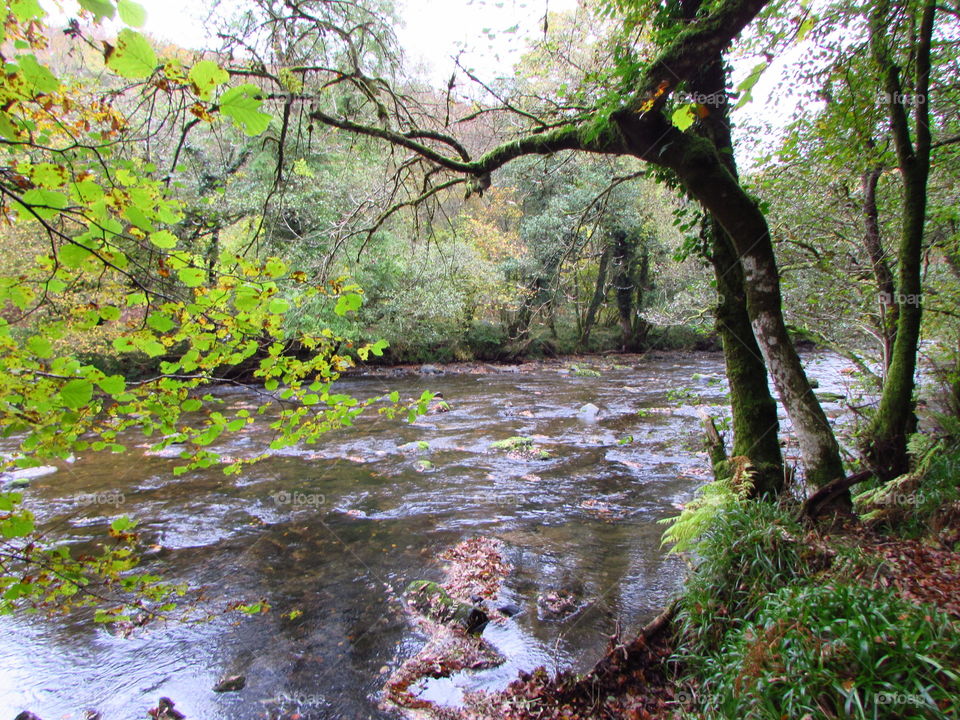 Gorgeous foliage overhanging the river barle