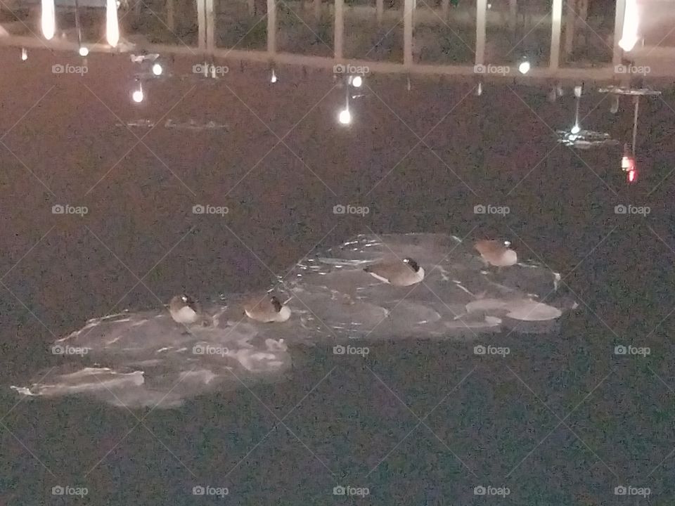 ducks sleeping on a sheet of ice in the water by the navy pier in Chicago