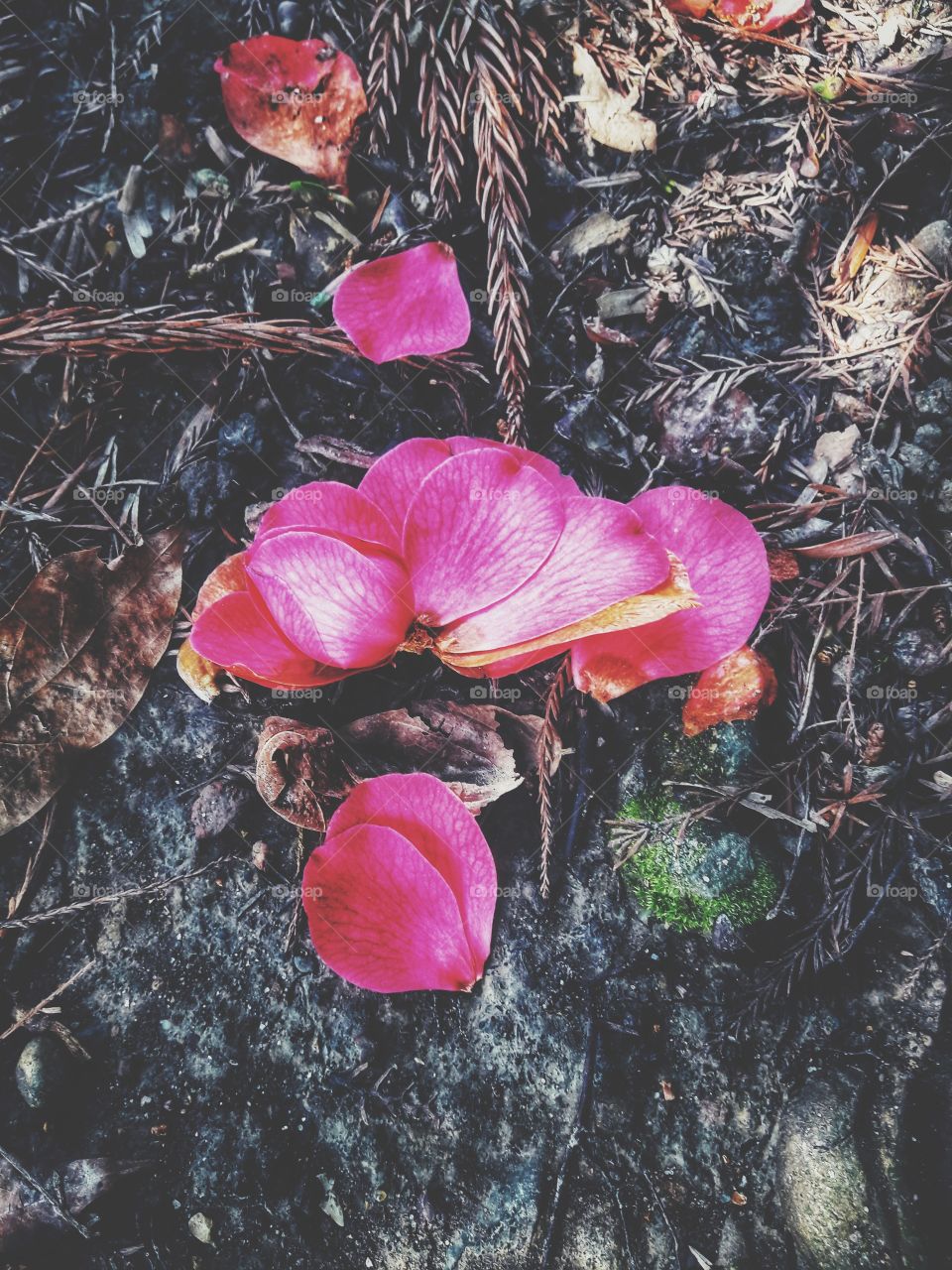 nature view wild bloom flower