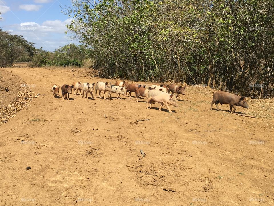 Pack of pigs running down dirt path