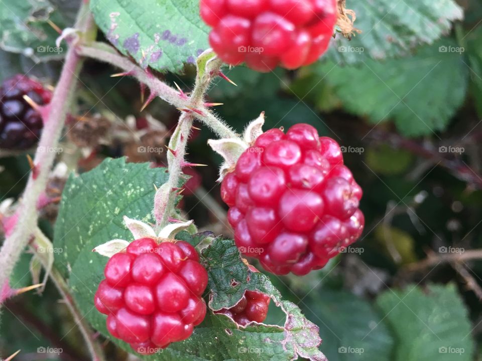 Blackberries in autumn