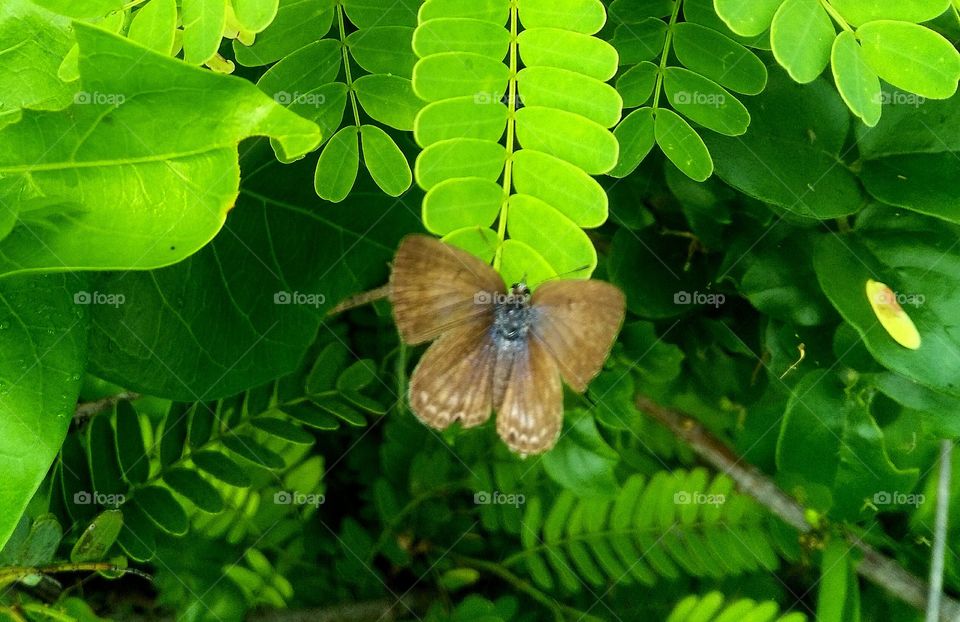 brown butterfly's