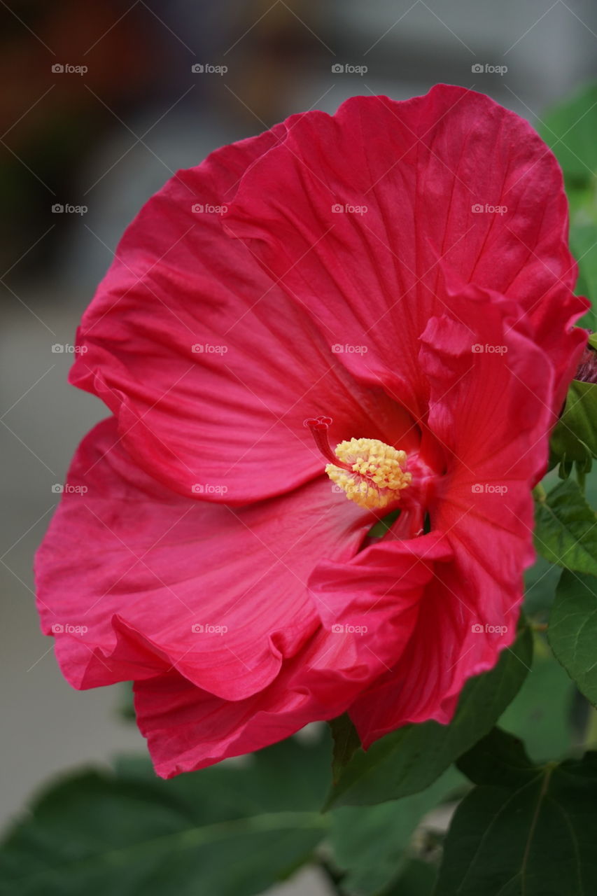 A beautiful bloom on a hibiscus bush. 