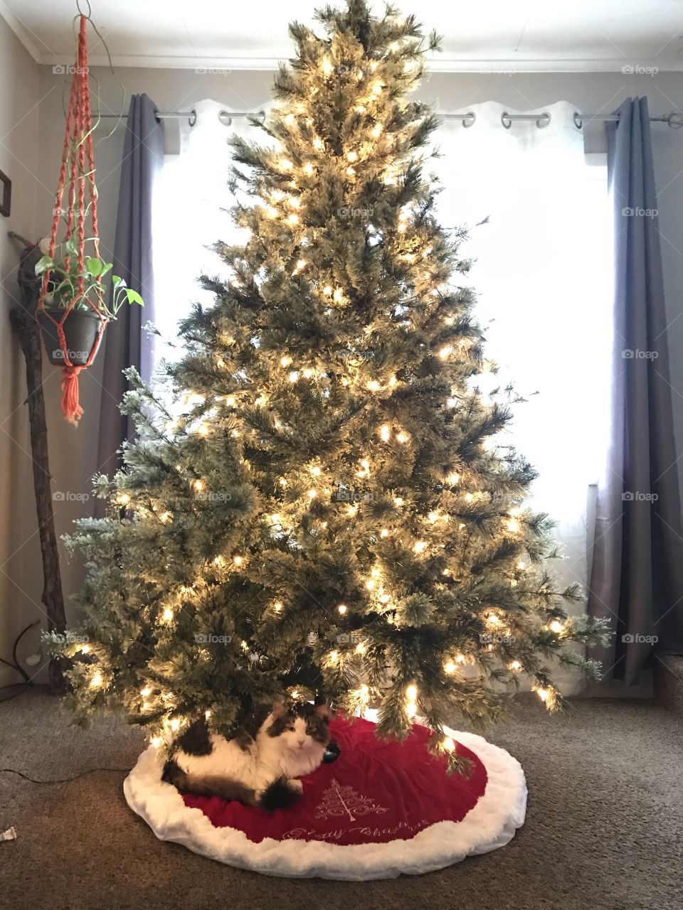 Kitty wrapped all cozy under the Christmas tree ready to be decorated. 