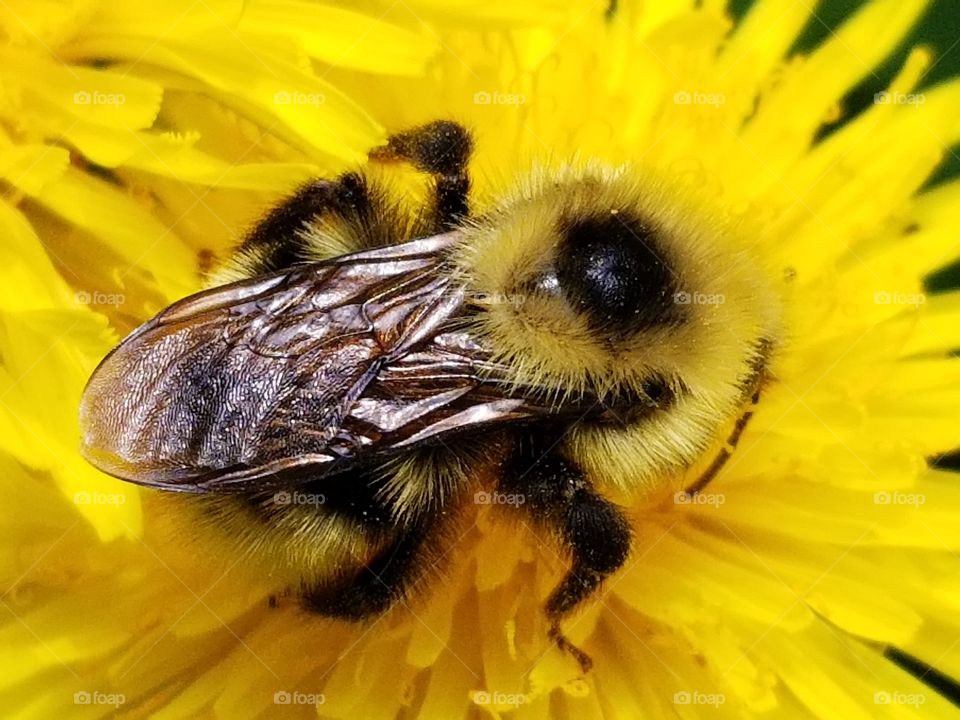 honey bee on dandelion