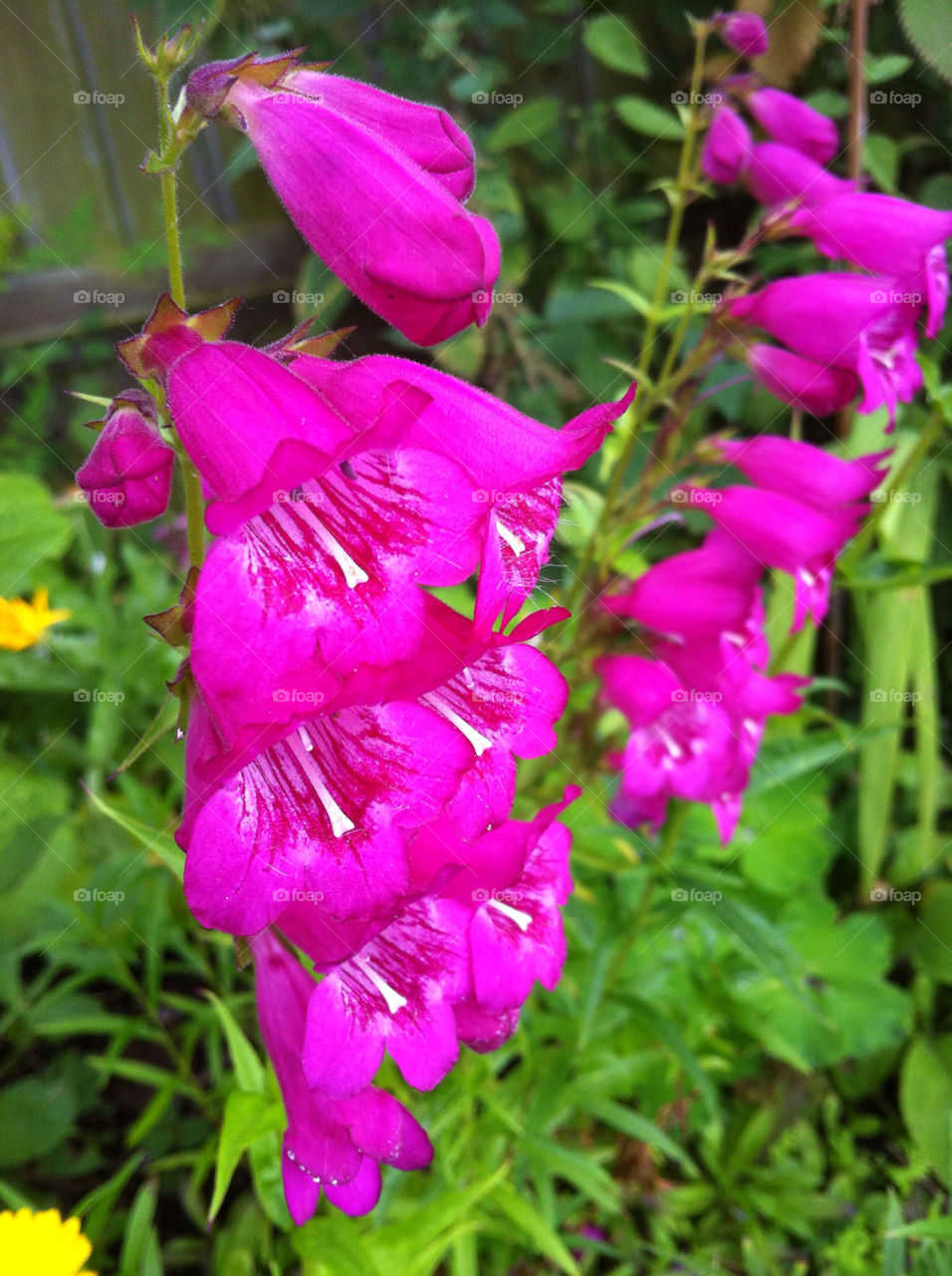 flowers plants pink united kingdom by derrybirkett