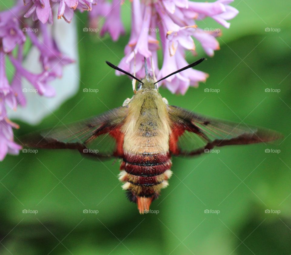 Hummingbird moth in flight pollinating the lilacs