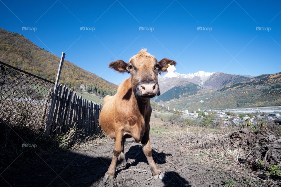 Cow is standing in front of beautiful mountain scape in Georgia 