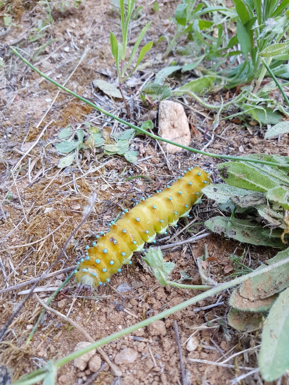 Nature, Insect, Caterpillar, Larva, No Person