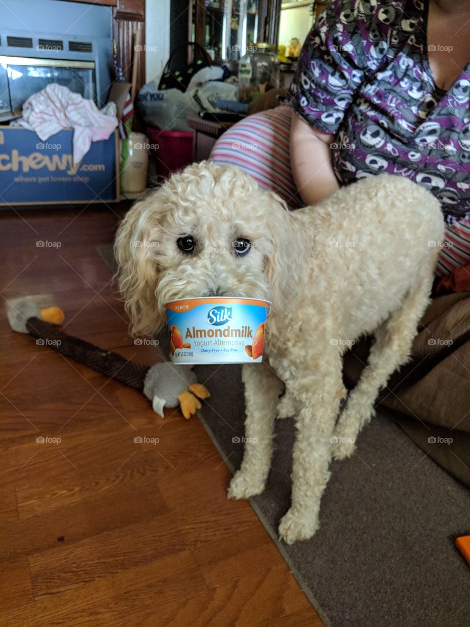 Dog enjoying Silk Almondmilk yogurt alternative