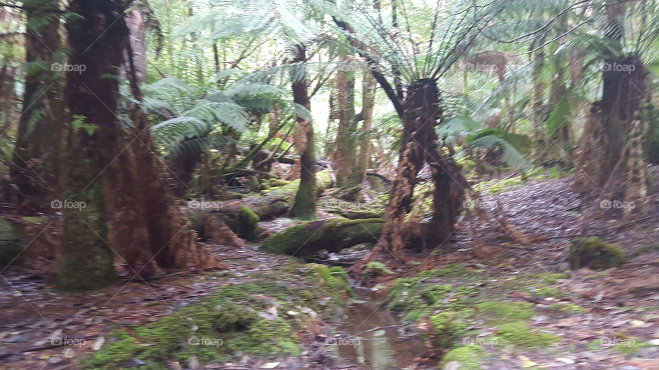 Tasmanian rainforest
