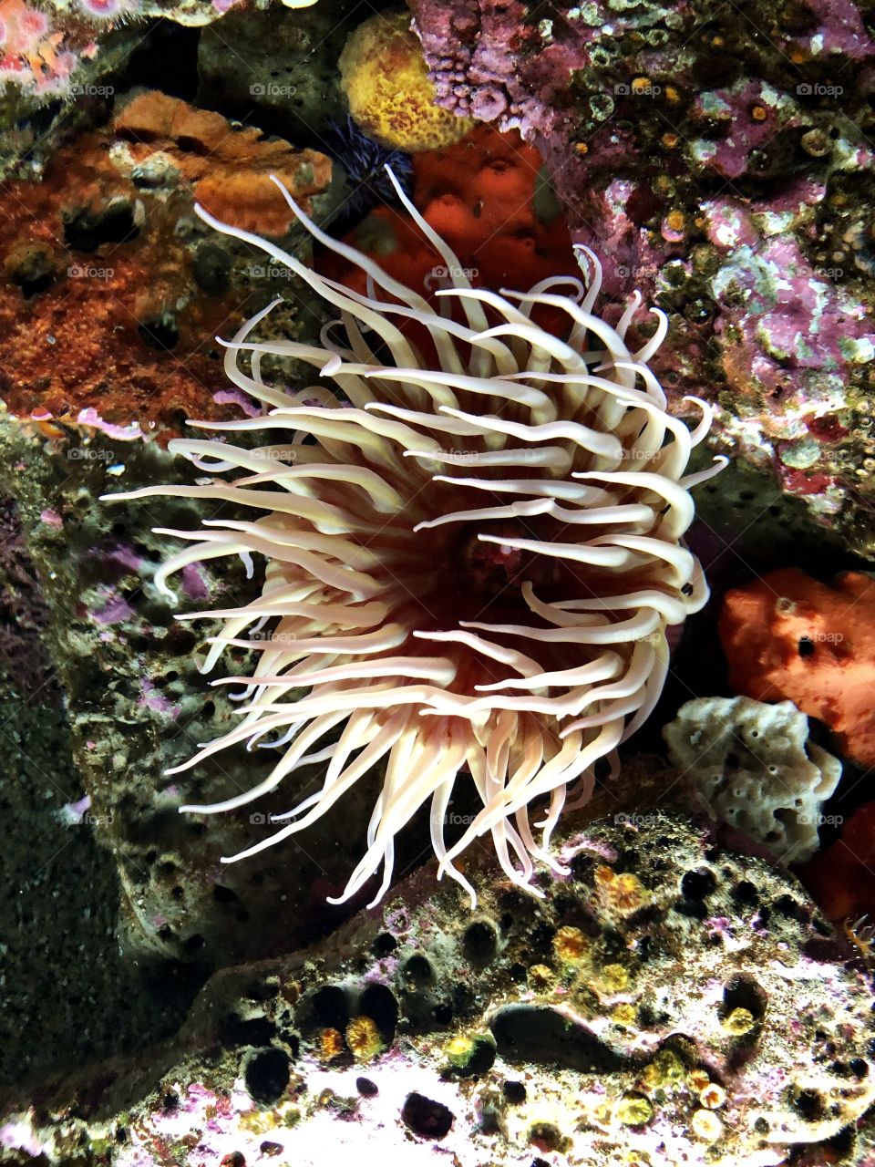 Sea life/Sea Anemone from Monterey Aquarium CA 