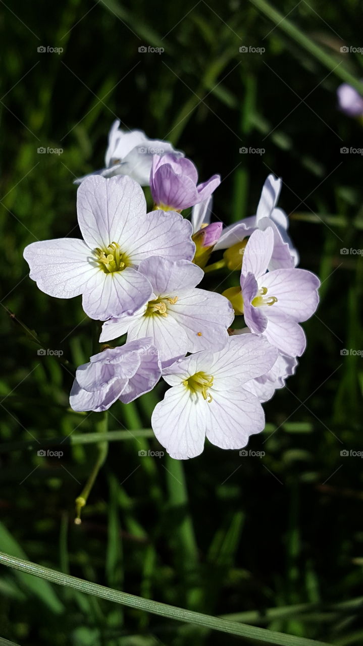 wild pink flowers