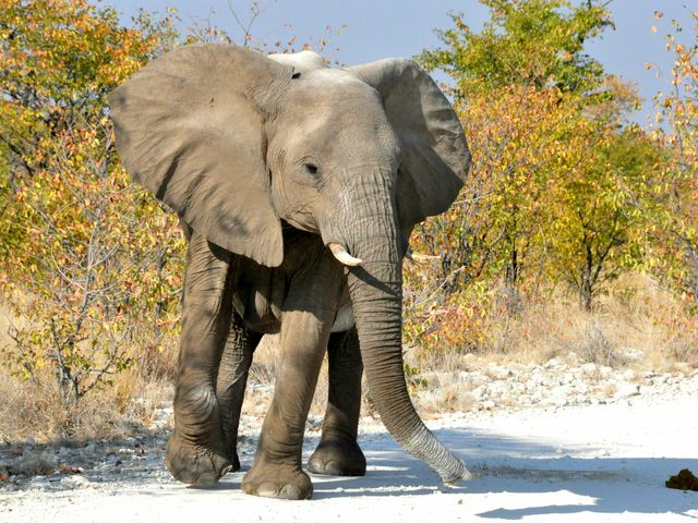 Charging Elephant
