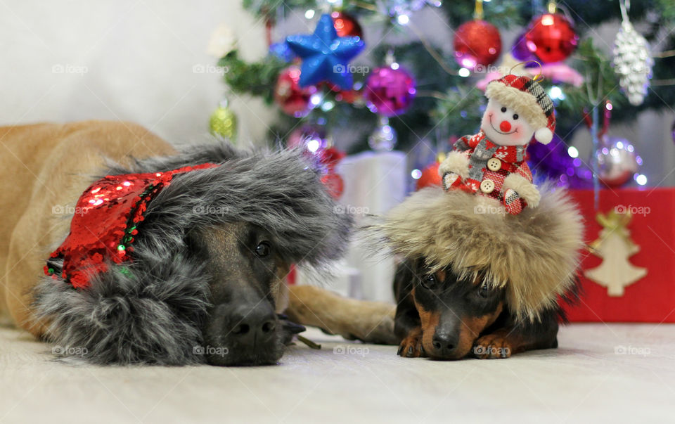 Christmas dogs