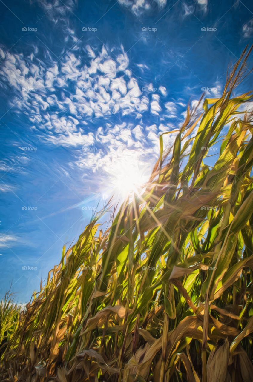 Flowing Corn Field