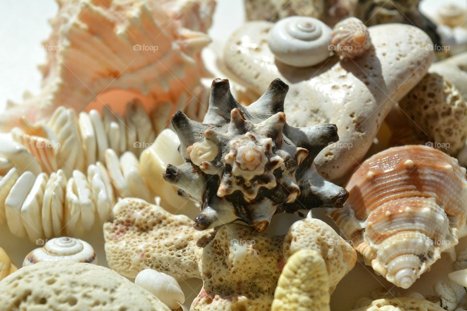 Seashell, Shell, Marine, Shellfish, Sea