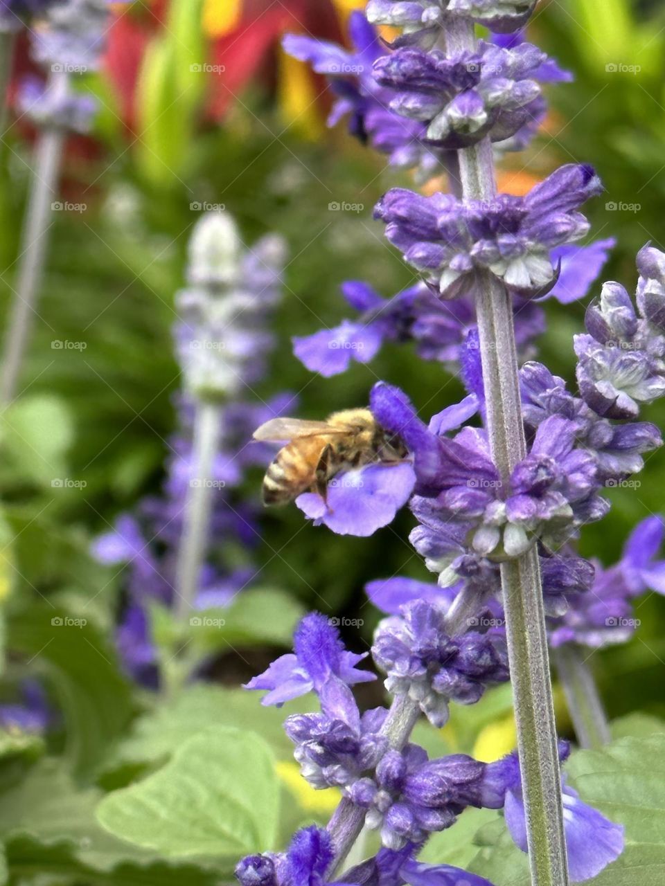 Purple plant with a bee pollinating it