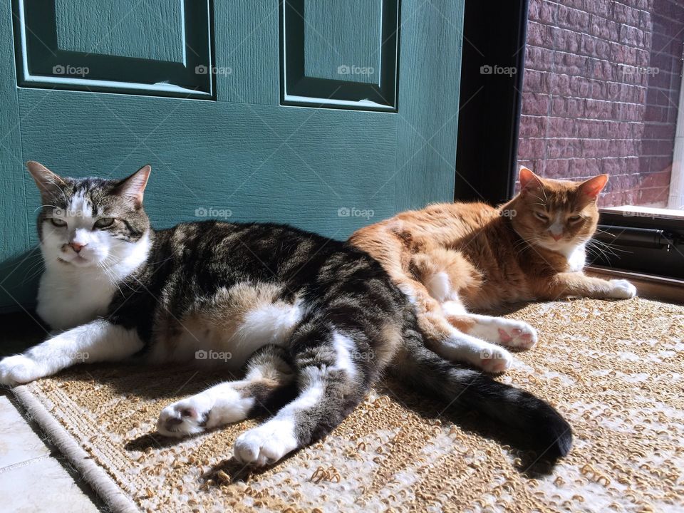 Two lazy cats sitting in sunshine 