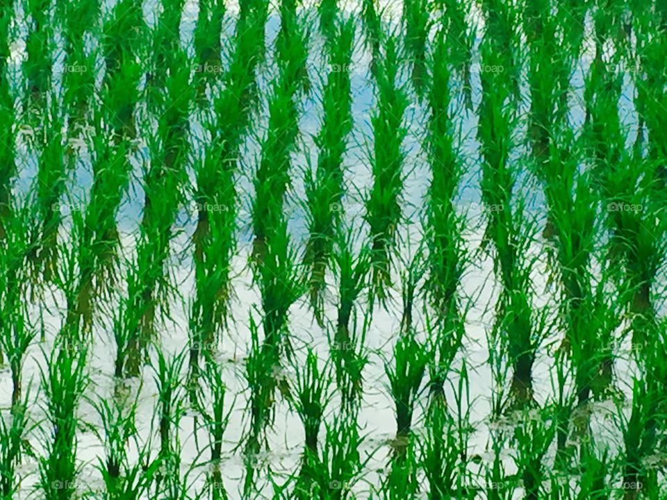 Rice fields