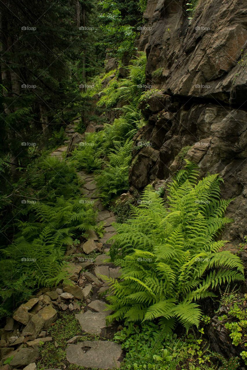 Forest trail between pines