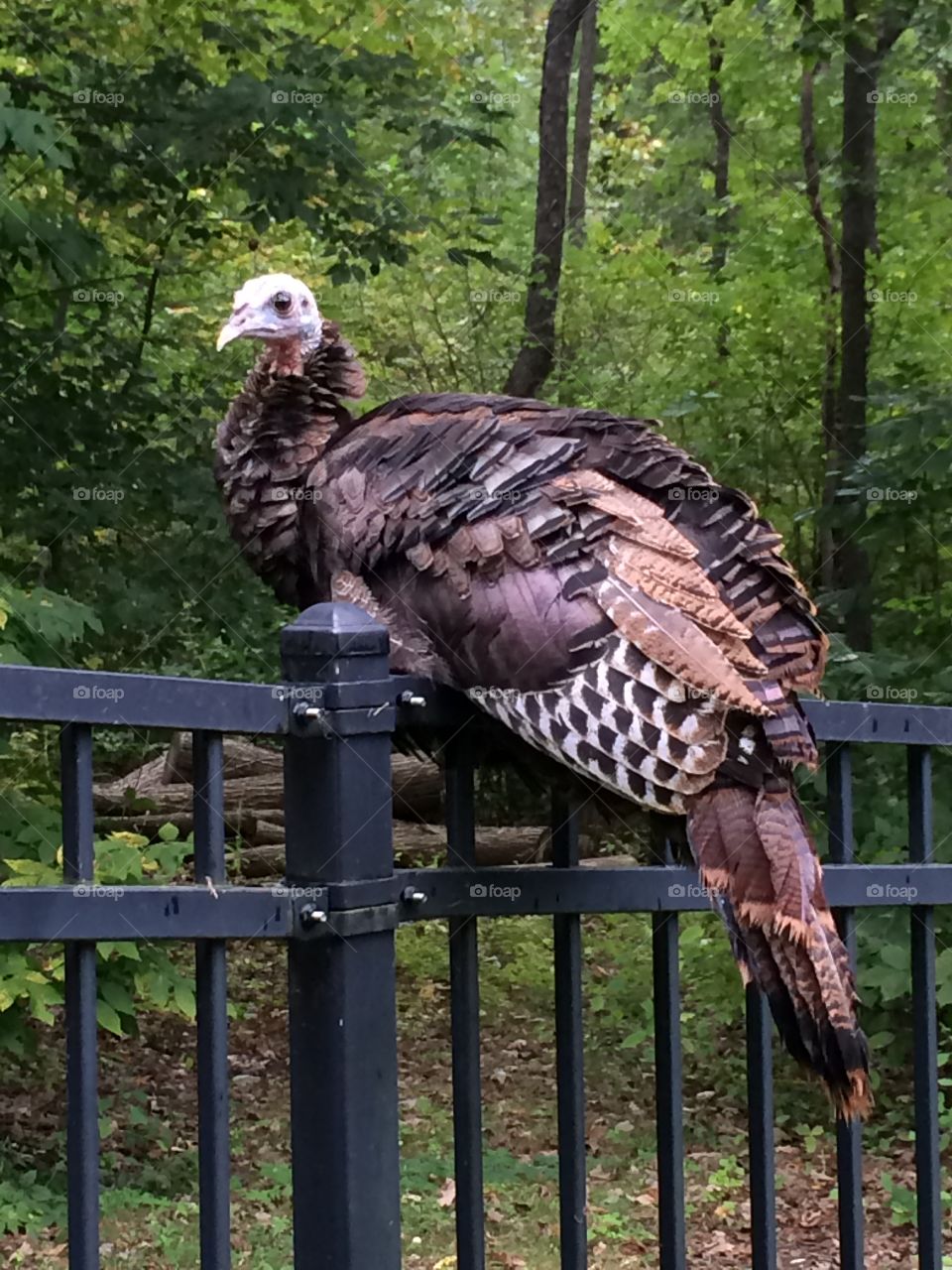 Turkey. One of a group of turkeys that visit my backyard