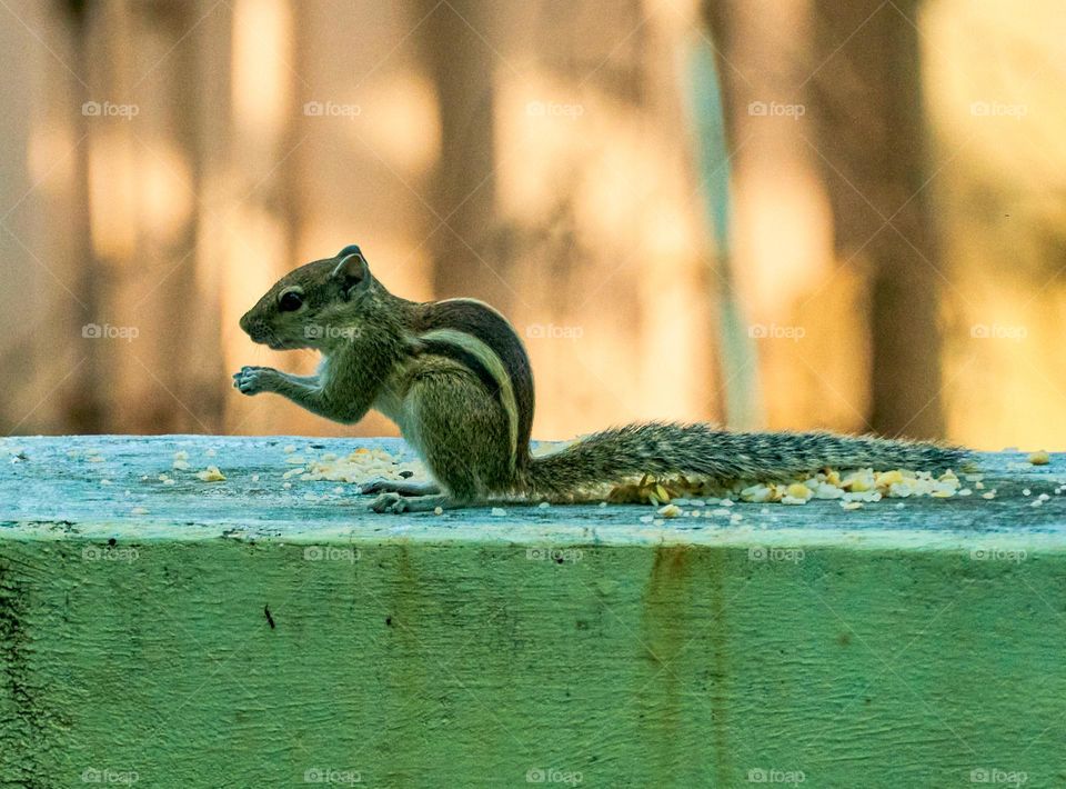 Indian squirrel  - animal