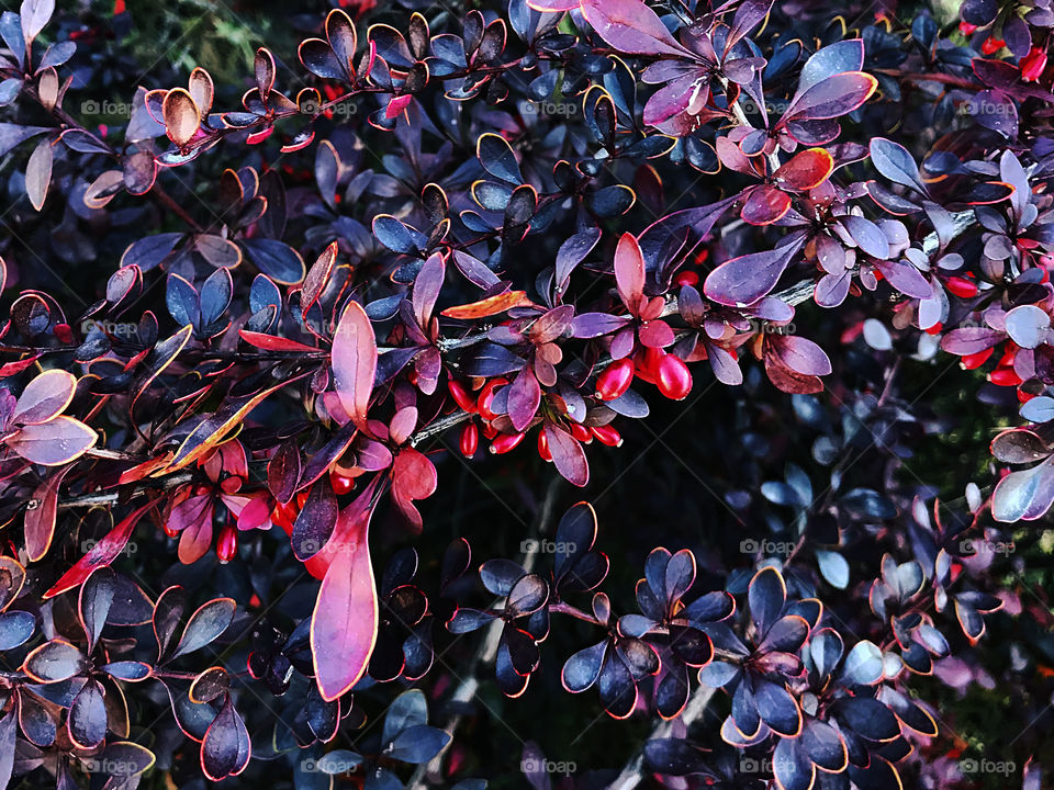 Red ripe barberries on the purple bush in autumn season 