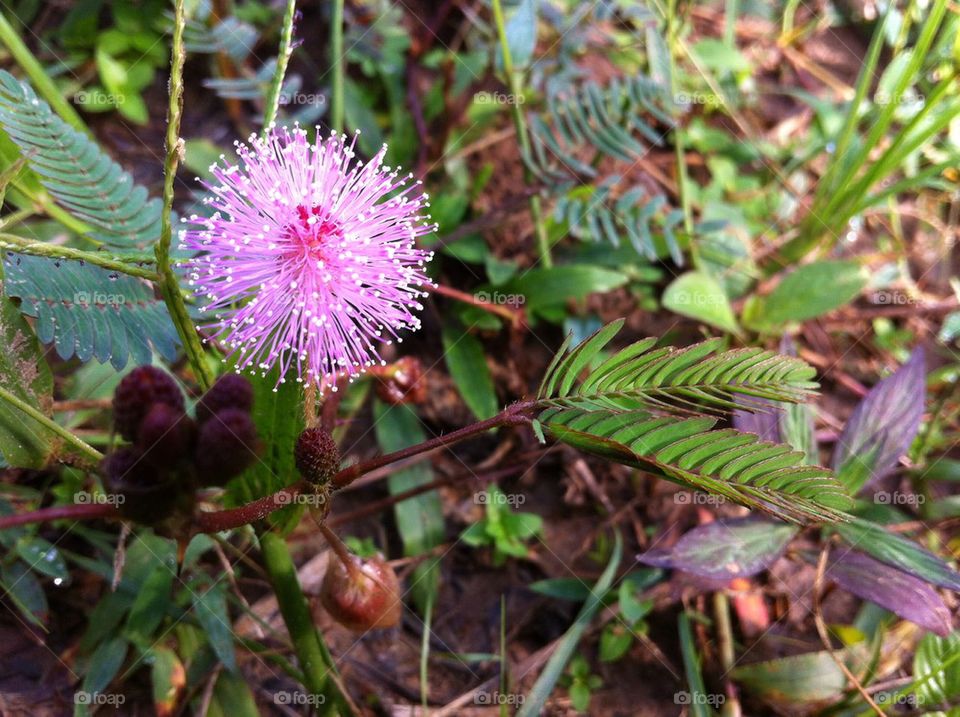 Sensitive plant