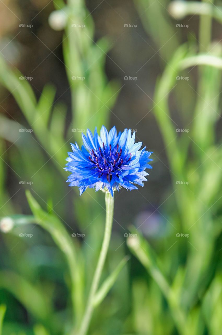 blue flower