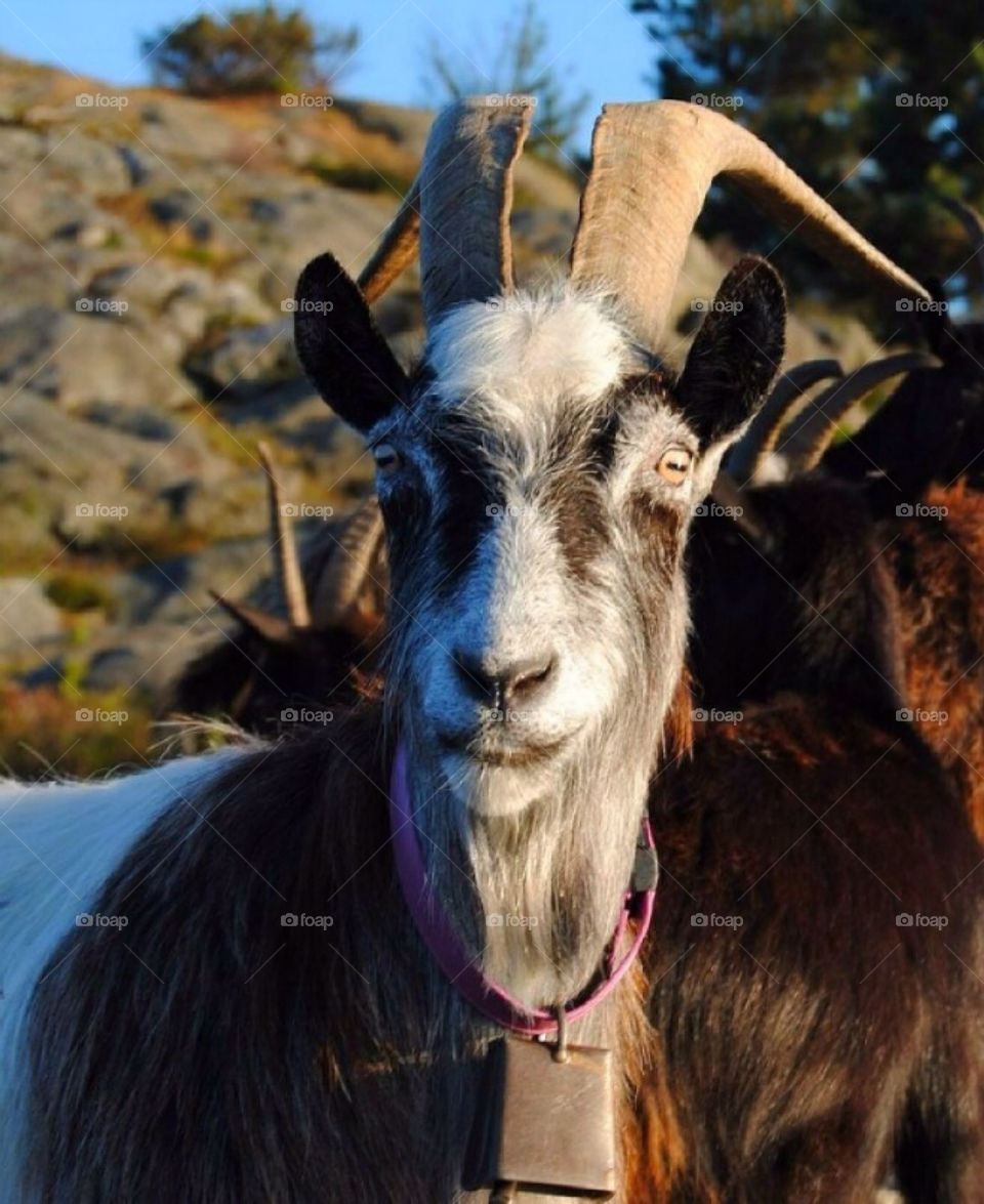 A goat looking at me