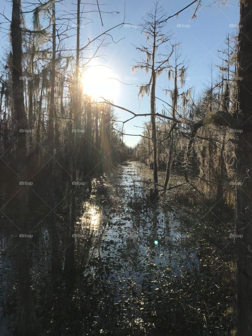 Cypress swamp 