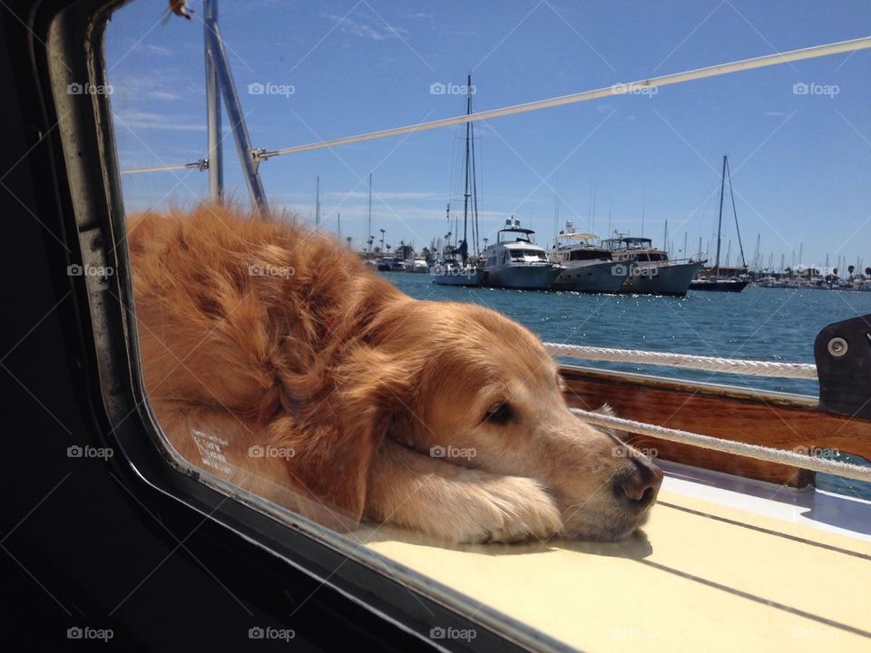 HappySailor. This sweet guy lives on his boat with his master. He lives to chill in his favorite spot.