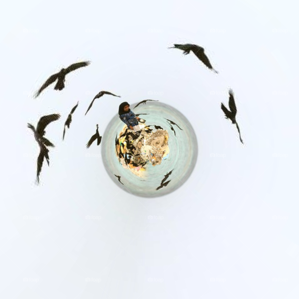 beach bird creative artistic by maapu