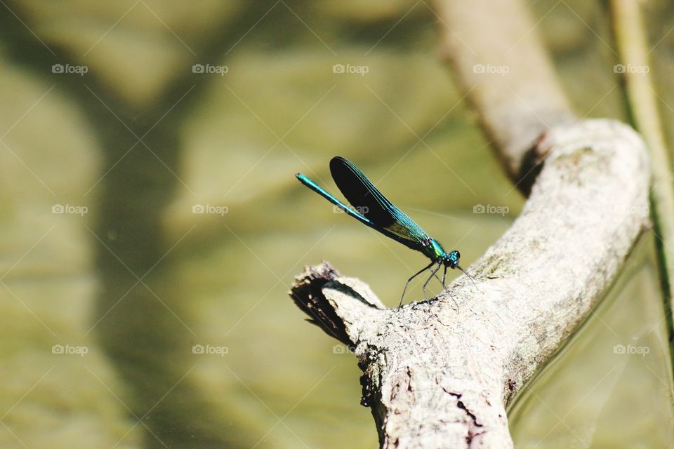 dragonfly in the river