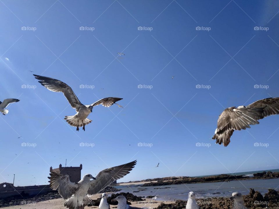 Beautiful seagulls flying cross the sky at essaouira city in Morocco.