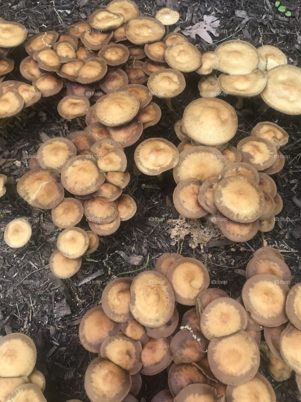 Mushrooms and more mushrooms 