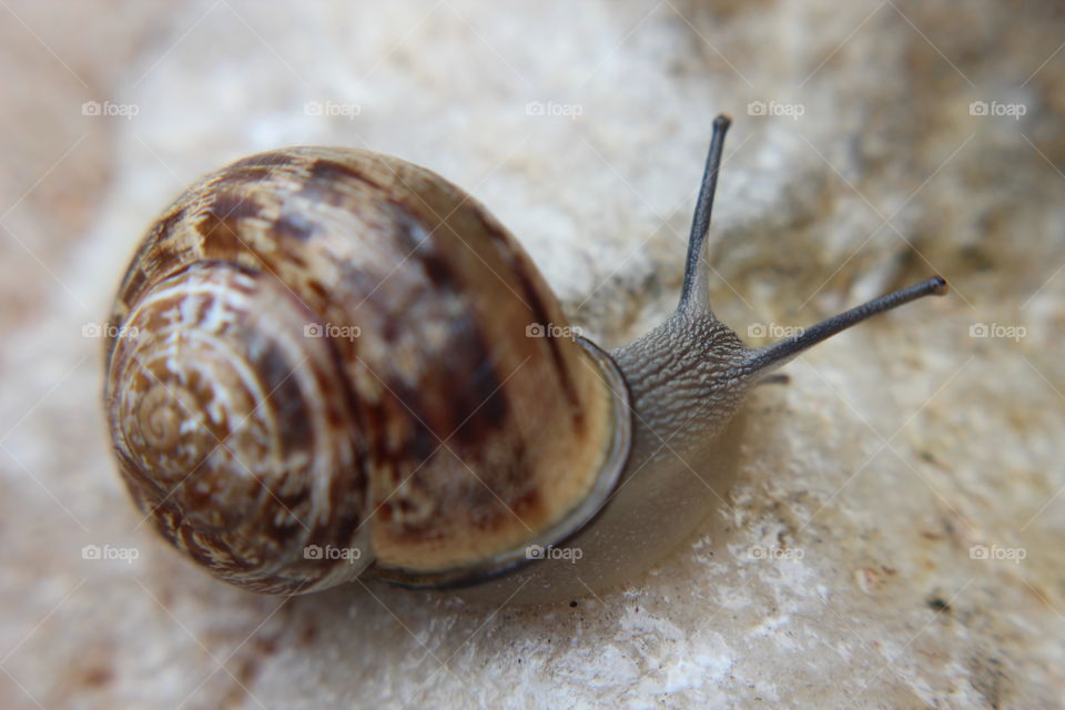 Close-up of snail