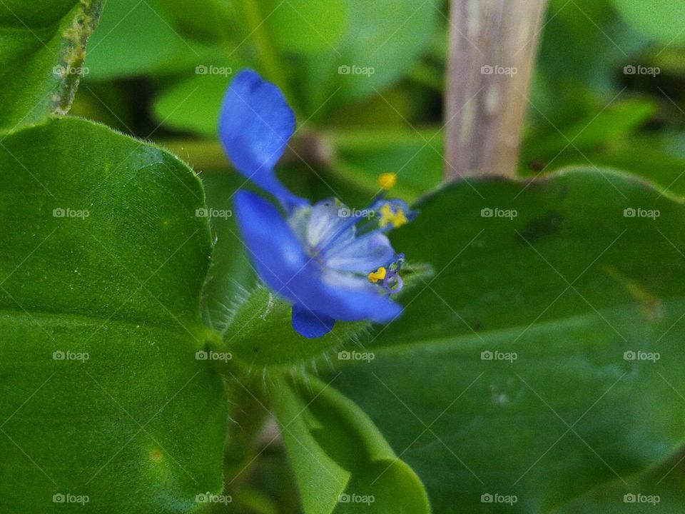Gewor flowers or grass are weeds that are commonly found in rice fields and are also often used as vegetables or salad