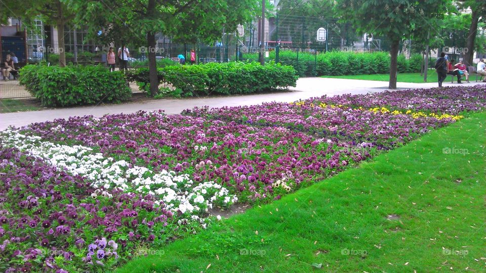 flower garden in Budapest, Hungary