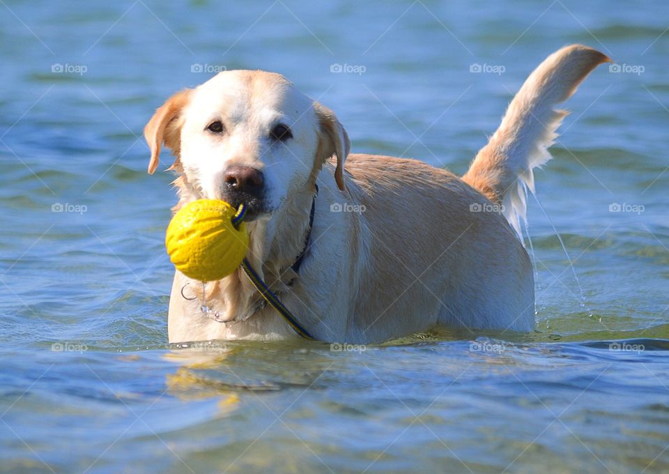 Labrador dog