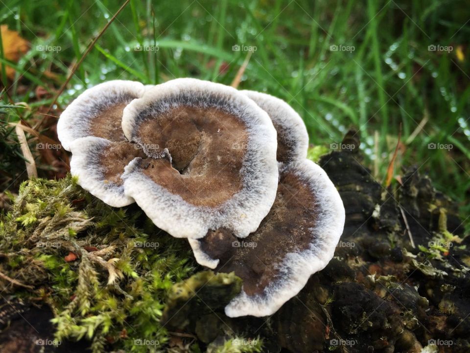 Fungus mushrooms on woody growth. Fringed woodland fungal growing on moss and bark.