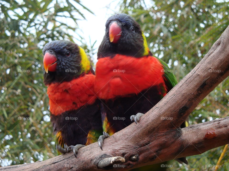 Don't we look beautiful . Parakeet at Los Angeles zoo