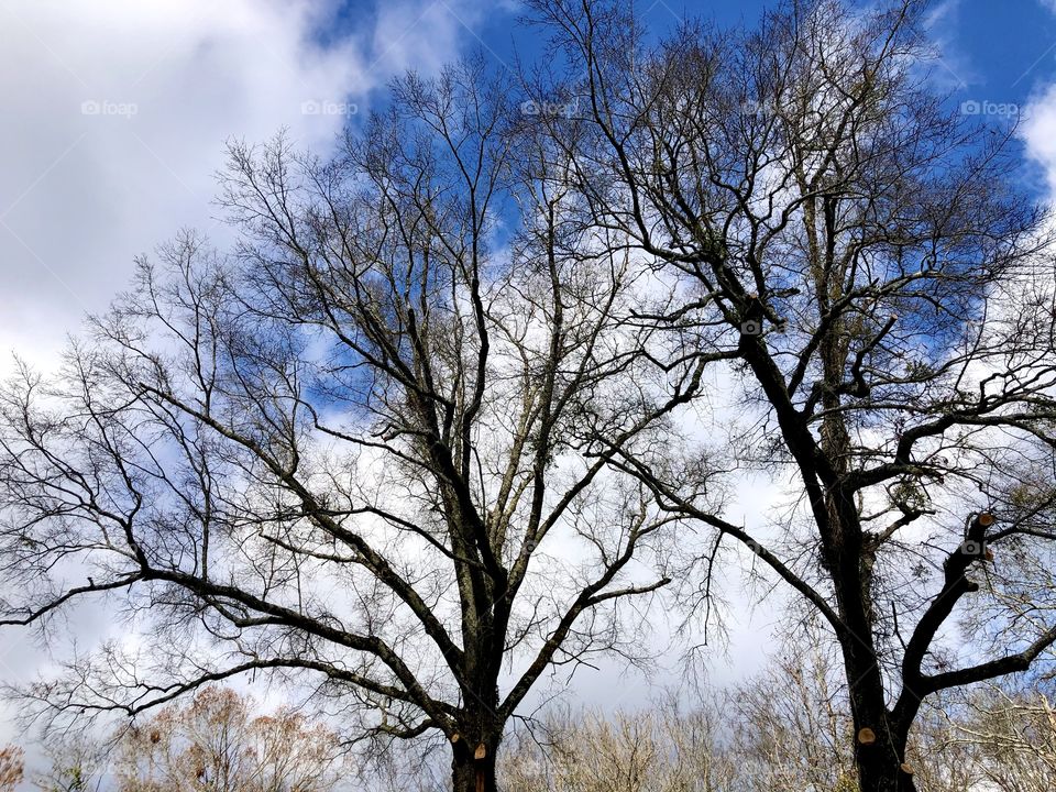 Bare branches and clouds 