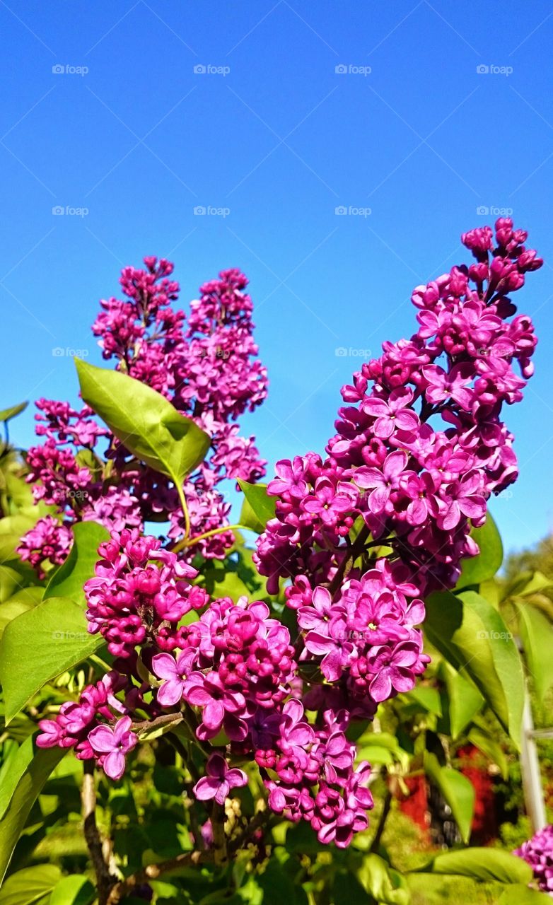 lilacs. lilacs